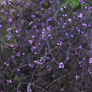 Verbena Odorosa