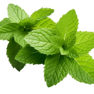 Menta Piperita